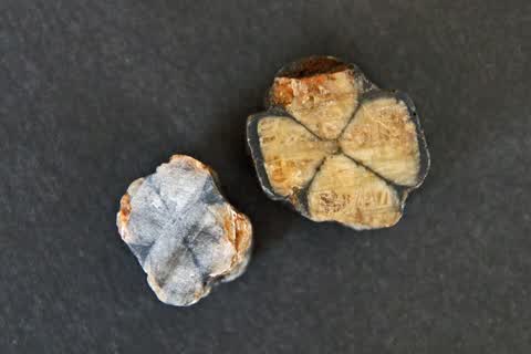 Chiastolith