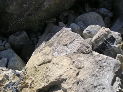 Fossilien